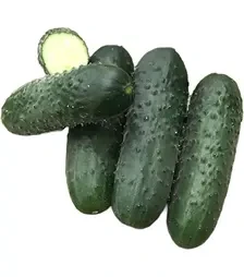 Семена огурца Ромоло F1, п.е. 250 семян (Cora Seeds)