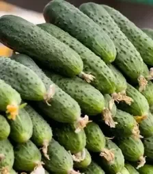 Насіння огірка Спіно F1, п.о. 500 насінин (Syngenta)