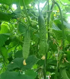 Семена огурца Эстафета F1, п.е. 500 семян (Breeding Seeds)