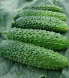 Семена огурца Алоэ F1, 1 кг (Moravoseed)