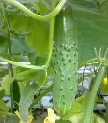 Насіння огірка Атлет F1, п.о. 1 тис. насінин (Breeding Seeds)