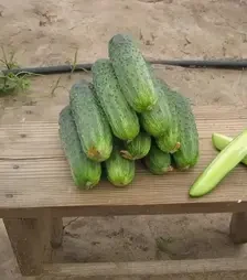 Насіння огірка Аякс F1, п.о. 1 тис. насінин (Nunhems)