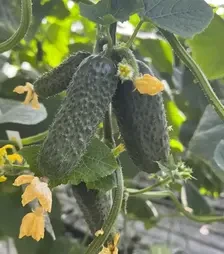 Насіння огірка Герман F1, п.о. 250 насінин (Breeding Seeds)