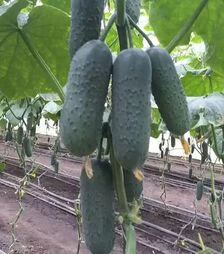 Насіння огірка КС 70 F1, п.о. 500 насінин (Kitano Seeds)