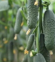Насіння огірка КС 707 F1, п.о. 500 насінин (Kitano Seeds)
