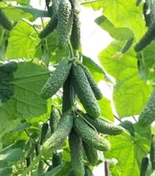 Насіння огірка КС 90 F1, п.о. 500 насінин (Kitano Seeds)