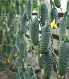Насіння огірка Сатомі F1 (КС 84), п.о. 1 тис. насінин (Kitano Seeds)