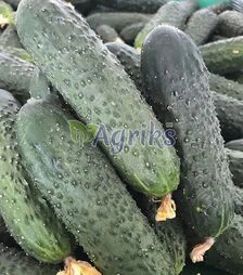 Насіння огірка Унікум F1, п.о. 1 тис. насінин (Spark Seeds)