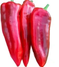 Семена перца Маркони Ред, 500 г (Коуэлл)