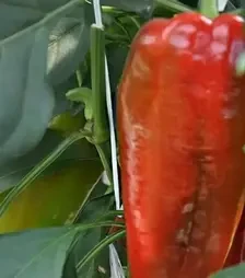 Семена перца Супер Кап F1, п.е. 250 семян (Libra Seeds)