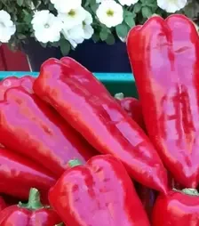 Семена перца Мако F1, п.е. 1 тыс. семян (Libra Seeds)