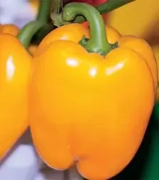 Насіння перцю Кунео Єллоу, 500 г (Коуел)