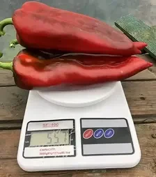 Семена перца Лира F1, п.е. 500 семян (Spark Seeds)