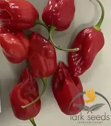 Семена перца 9020 F1, п.е. 500 семян (Lark Seeds)