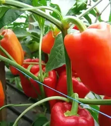 Насіння перцю Андреа, 1 кг (Moravoseed)