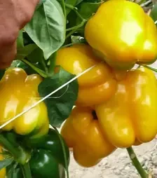 Семена перца Виват F1, п.е. 500 семян (Spark Seeds)