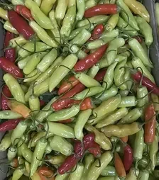 Семена перца Дедо F1, п.е. 500 семян (Spark Seeds)