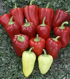 Семена перца Кантатта F1, п.е. 500 семян (Enza Zaden)