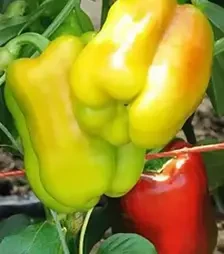 Семена перца Дениз F1, п.е. 500 семян (Yuksel Tohum)