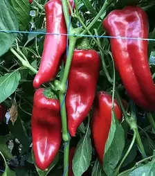 Семена перца Корнелия F1, п.е. 500 семян (Syngenta)