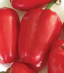 Семена перца Антей, п.е. 10 тыс. семян (Nasko)