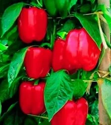 Семена перца Диагорас F1, п.е. 1 тыс. семян (Hazera)