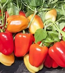 Насіння перцю КС 3115 F1, п.о. 500 насінин (Kitano Seeds)
