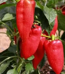 Насіння перцю Ариадни F1, п.о. 500 насінин (Seminis)