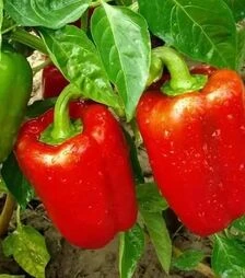 Семена перца Калифорнийское чудо, 1 кг (Moravoseed)