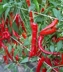 Семена перца Козий Рог, 1 кг (Moravoseed)