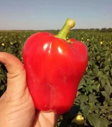 Насіння перцю Фіджі F1, п.о. 250 насінин (Libra Seeds)