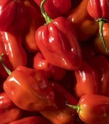 Семена перца Хабахот F1, п.е. 1 тыс. семян (United Genetics)