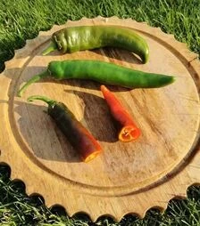 Насіння перцю Хирош, п.о. 1 тис. насінин (Innova Seeds)