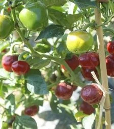 Семена перца Черри Файр F1, п.е. 1 тыс. семян (United Genetics)