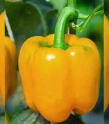 Насіння перцю Шорок шари, 500 г (Коуел)