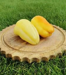 Насіння перцю Айпон F1, п.о. 1 тис. насінин (Innova Seeds)