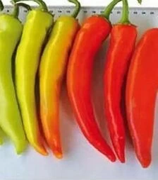 Насіння перцю Хуеро F1, п.о. 250 насінин (United Genetics)