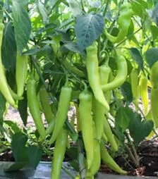Семена перца КС 65 F1, п.е. 500 семян (Kitano Seeds)