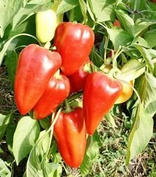 Семена перца Алексий, 50 г (Ницcса)