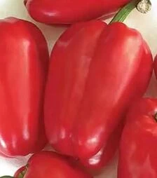 Семена перца Антей, 500 г (Nasko)