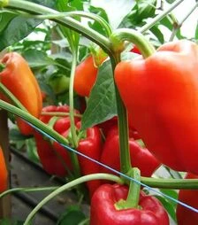 Насіння перцю Андреа, 50 г (Moravoseed)
