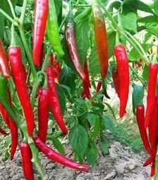 Насіння перцю Хариет, 25 г (Moravoseed)