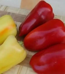 Насіння перцю Беатрікс F1, п.о. 500 насінин (Moravoseed)