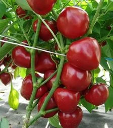 Насіння перцю Думас, 50 г (Moravoseed)