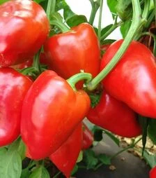 Насіння перцю Рубінова, 50 г (Moravoseed)