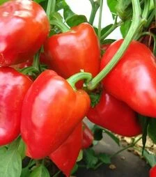 Насіння перцю Рубінова, 1 кг (Moravoseed)