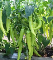 Семена перца KS 65 F1, п.о. 100 семян (Kitano Seeds)
