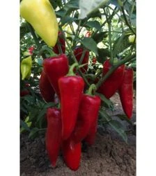 Насіння перцю Сакура, 50 г (Moravo Seed)