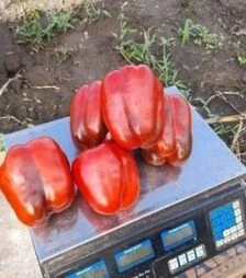 Семена перца 500 F1, п.о. 500 семян (Yuksel)