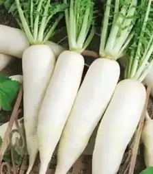 Насіння редису Астор, 1 кг (Moravoseed)